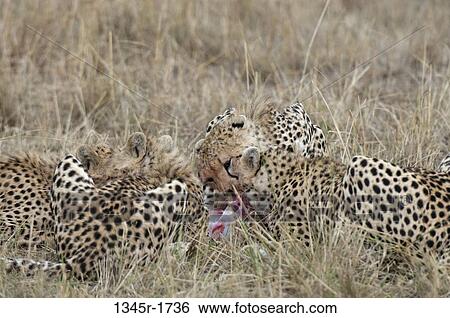 Africa, Kenya, Masai Mara, Cheetahs (Acinonyx jubatus) lying in grass View Large Photo Image Stock Photograph - Africa, Kenya, Masai Mara, Cheetahs (Acinonyx jubatus) lying in grass. Fotosearch