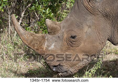 Picture - Africa, Kenya, Masai Mara, close up of White Rhinoceros (Cerototherium simium). Fotosearch