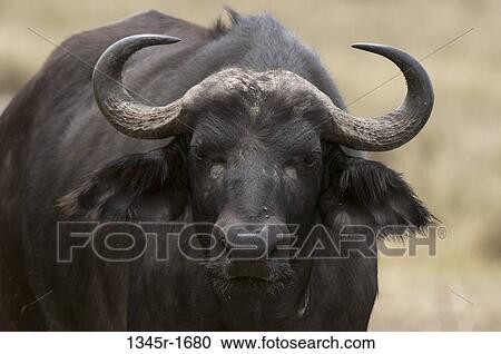 Africa, Kenya, Masai Mara, close up of Cape Buffalo (Syncerus caffer) View Large Photo Image Stock Image - Africa, Kenya, Masai Mara, close up of Cape Buffalo (Syncerus caffer). Fotosearch