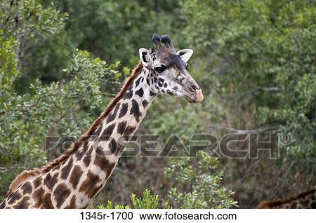 Africa, Kenya, Masai Mara, close up of Masai Giraffe (Giraffa camelopardalis) View Large Photo Image Stock Image - Africa, Kenya, Masai Mara, close up of Masai Giraffe (Giraffa camelopardalis). Fotosearch