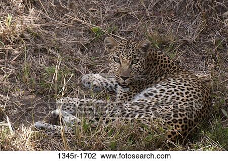 Africa, Kenya, Masai Mara, close up of Leopard (Panthera pardus) View Large Photo Image Stock Image - Africa, Kenya, Masai Mara, close up of Leopard (Panthera pardus). Fotosearch