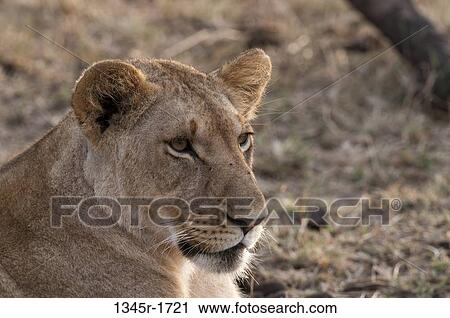 Stock Image - Africa, Kenya, Masai Mara, close up of Lion (Panthera leo). Fotosearch