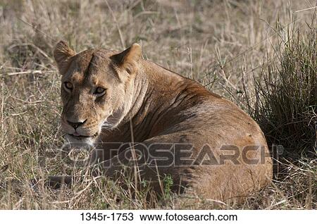 Africa, Kenya, Masai Mara, close up of Lion (Panthera leo) View Large Photo Image Stock Image - Africa, Kenya, Masai Mara, close up of Lion (Panthera leo). Fotosearch