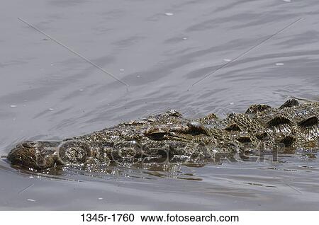 Africa, Kenya, Masai Mara, close up of Nile Crocodile (Crocodilus niloticus) in water View Large Photo Image Stock Image - Africa, Kenya, Masai Mara, close up of Nile Crocodile (Crocodilus niloticus) in water. Fotosearch