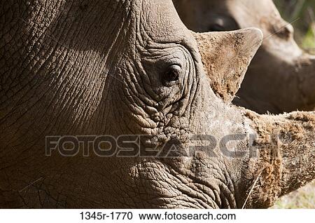 Africa, Kenya, Masai Mara, close up of White Rhinoceros (Cerototherium simium) View Large Photo Image Stock Image - Africa, Kenya, Masai Mara, close up of White Rhinoceros (Cerototherium simium). Fotosearch
