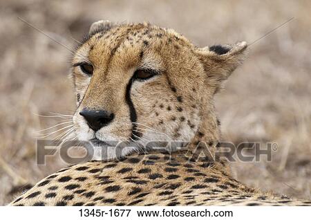 Africa, Kenya, Masai Mara, close up of Cheetah (Acinonyx jubatus) View Large Photo Image Stock Photo - Africa, Kenya, Masai Mara, close up of Cheetah (Acinonyx jubatus). Fotosearch