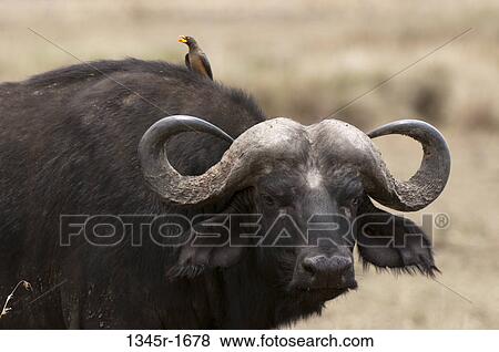 Stock Photo - Africa, Kenya, Masai Mara, close up of Cape Buffalo (Syncerus caffer). Fotosearch