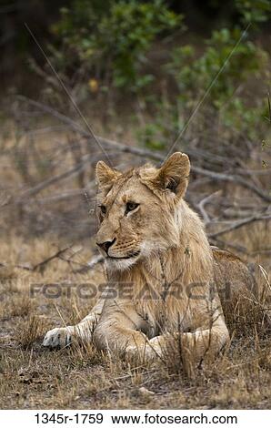Africa, Kenya, Masai Mara, close up of Lion (Panthera leo) View Large Photo Image Stock Photo - Africa, Kenya, Masai Mara, close up of Lion (Panthera leo). Fotosearch