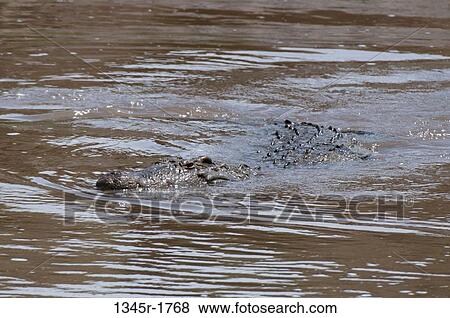 Africa, Kenya, Masai Mara, close up of Nile Crocodile (Crocodilus niloticus) in water View Large Photo Image Stock Photo - Africa, Kenya, Masai Mara, close up of Nile Crocodile (Crocodilus niloticus) in water. Fotosearch