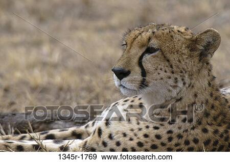 Africa, Kenya, Masai Mara, close up of Cheetah (Acinonyx jubatus) View Large Photo Image Stock Photo - Africa, Kenya, Masai Mara, close up of Cheetah (Acinonyx jubatus). Fotosearch