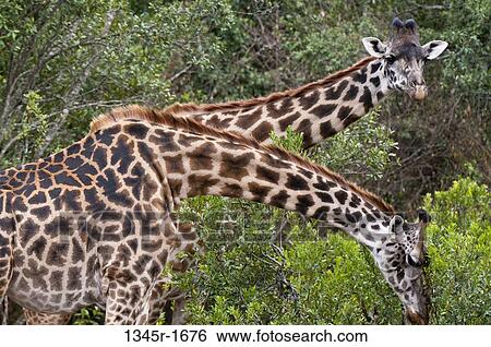 Africa, Kenya, Masai Mara, close up of Masai Giraffes (Giraffa camelopardalis) View Large Photo Image Stock Photograph - Africa, Kenya, Masai Mara, close up of Masai Giraffes (Giraffa camelopardalis). Fotosearch