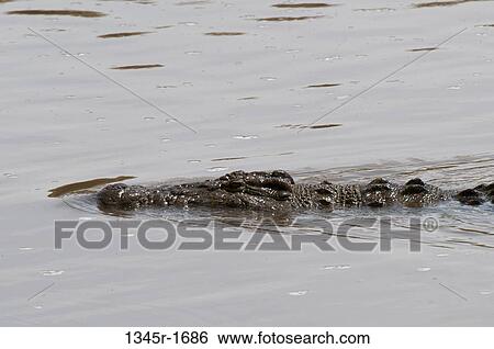 Africa, Kenya, Masai Mara, close up of Nile Crocodile (Crocodilus niloticus) in river View Large Photo Image Stock Photograph - Africa, Kenya, Masai Mara, close up of Nile Crocodile (Crocodilus niloticus) in river. Fotosearch