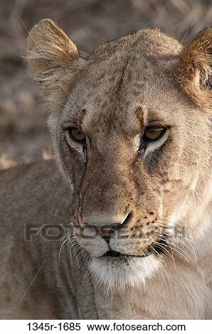 Africa, Kenya, Masai Mara, close up of Lion (Panthera leo) View Large Photo Image Stock Photography - Africa, Kenya, Masai Mara, close up of Lion (Panthera leo). Fotosearch
