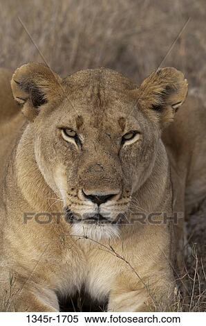 Africa, Kenya, Masai Mara, close up of Lion (Panthera leo) View Large Photo Image Stock Photography - Africa, Kenya, Masai Mara, close up of Lion (Panthera leo). Fotosearch