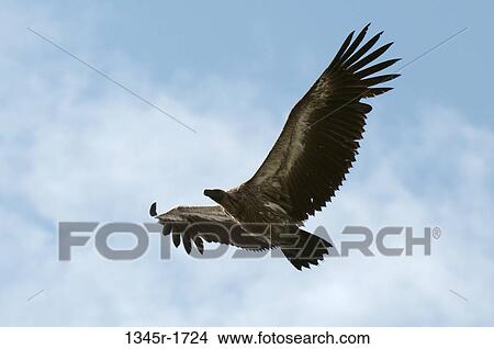 Africa, Kenya, Masai Mara, flying eagle View Large Photo Image Picture - Africa, Kenya, Masai Mara, flying eagle. Fotosearch