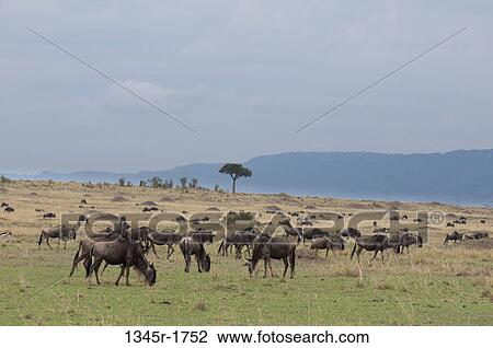 Africa, Kenya, Masai Mara, grazing Wildebeests (Connochaetes taurinus) View Large Photo Image Stock Image - Africa, Kenya, Masai Mara, grazing Wildebeests (Connochaetes taurinus). Fotosearch
