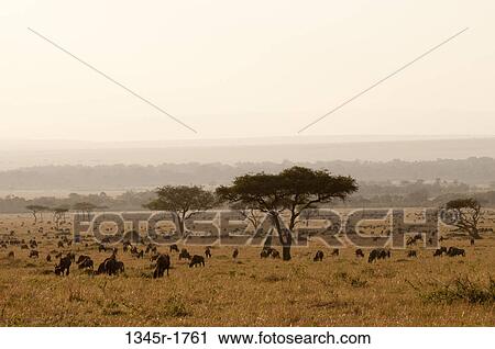 Africa, Kenya, Masai Mara, grazing Wildebeests (Connochaetes taurinus) View Large Photo Image Stock Image - Africa, Kenya, Masai Mara, grazing Wildebeests (Connochaetes taurinus). Fotosearch