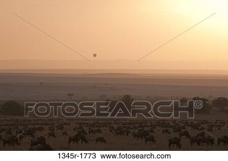 Stock Image - Africa, Kenya, Masai Mara, grazing Wildebeests (Connochaetes taurinus) at sunset. Fotosearch