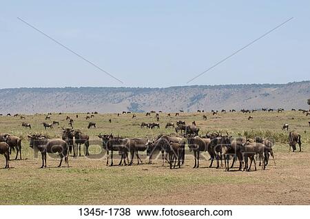 Stock Photo - Africa, Kenya, Masai Mara, grazing Wildebeests (Connochaetes taurinus). Fotosearch