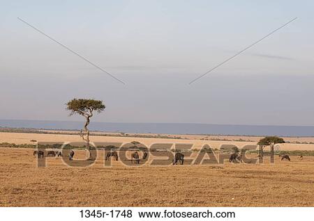 Africa, Kenya, Masai Mara, grazing Wildebeests (Connochaetes taurinus) View Large Photo Image Stock Photo - Africa, Kenya, Masai Mara, grazing Wildebeests (Connochaetes taurinus). Fotosearch