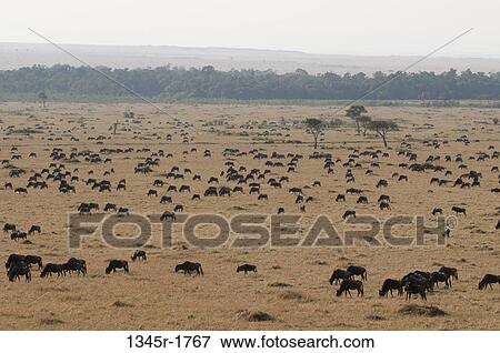 Africa, Kenya, Masai Mara, grazing Wildebeests (Connochaetes taurinus) View Large Photo Image Stock Photo - Africa, Kenya, Masai Mara, grazing Wildebeests (Connochaetes taurinus). Fotosearch