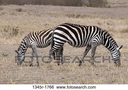 Africa, Kenya, Masai Mara, grazing Zebras (Equus quagga) View Large Photo Image Stock Photograph - Africa, Kenya, Masai Mara, grazing Zebras (Equus quagga). Fotosearch