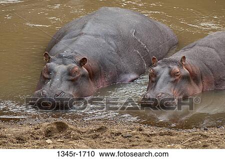 Stock Image - Africa, Kenya, Masai Mara, Hippopotamus (Hippopotamus amphibius) in river. Fotosearch
