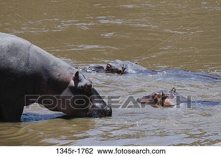 Stock Image - Africa, Kenya, Masai Mara, Hippopotamus (Hippopotamus amphibius) in water. Fotosearch