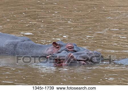 Africa, Kenya, Masai Mara, Hippopotamus (Hippopotamus amphibius) in river View Large Photo Image Stock Photo - Africa, Kenya, Masai Mara, Hippopotamus (Hippopotamus amphibius) in river. Fotosearch