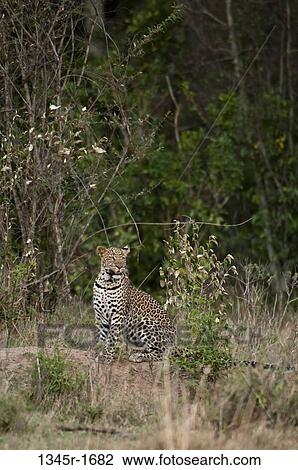 Africa, Kenya, Masai Mara, Leopard (Panthera pardus) in bush View Large Photo Image Stock Image - Africa, Kenya, Masai Mara, Leopard (Panthera pardus) in bush. Fotosearch