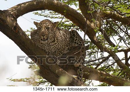 Africa, Kenya, Masai Mara, Leopard (Panthera pardus) hiding on tree branch View Large Photo Image Stock Image - Africa, Kenya, Masai Mara, Leopard (Panthera pardus) hiding on tree branch. Fotosearch