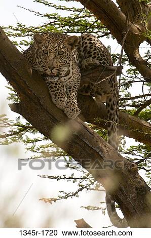 Africa, Kenya, Masai Mara, Leopard (Panthera pardus) hiding on tree branch View Large Photo Image Stock Image - Africa, Kenya, Masai Mara, Leopard (Panthera pardus) hiding on tree branch. Fotosearch