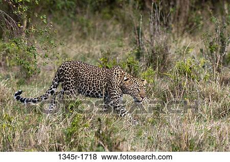 Africa, Kenya, Masai Mara, Leopard (Panthera pardus) in bush View Large Photo Image Stock Photo - Africa, Kenya, Masai Mara, Leopard (Panthera pardus) in bush. Fotosearch
