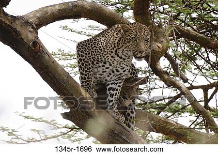 Africa, Kenya, Masai Mara, Leopard (Panthera pardus) sitting on tree branch View Large Photo Image Stock Photograph - Africa, Kenya, Masai Mara, Leopard (Panthera pardus) sitting on tree branch. Fotosearch