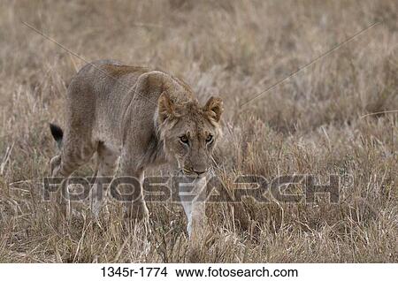 Africa, Kenya, Masai Mara, Lion (Panthera leo) View Large Photo Image Picture - Africa, Kenya, Masai Mara, Lion (Panthera leo). Fotosearch