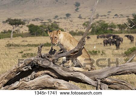 Stock Image - Africa, Kenya, Masai Mara, Lion (Panthera leo) on log. Fotosearch