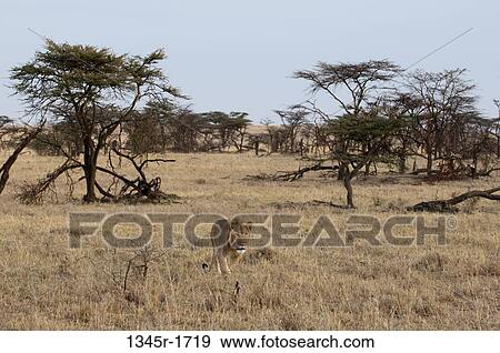 Africa, Kenya, Masai Mara, Lion (Panthera leo) in savannah View Large Photo Image Stock Photo - Africa, Kenya, Masai Mara, Lion (Panthera leo) in savannah. Fotosearch