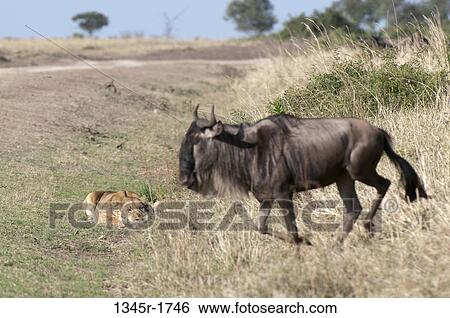 Africa, Kenya, Masai Mara, Lion (Panthera leo) and Wildebeest (Connochaetes taurinus) View Large Photo Image Stock Photograph - Africa, Kenya, Masai Mara, Lion (Panthera leo) and Wildebeest (Connochaetes taurinus). Fotosearch