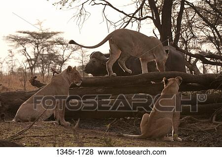 Africa, Kenya, Masai Mara, Lions (Panthera leo) and African Buffalo (Syncerus caffer) View Large Photo Image Stock Photo - Africa, Kenya, Masai Mara, Lions (Panthera leo) and African Buffalo (Syncerus caffer). Fotosearch