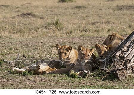 Africa, Kenya, Masai Mara, Lions (Panthera leo) lying in savannah View Large Photo Image Stock Photograph - Africa, Kenya, Masai Mara, Lions (Panthera leo) lying in savannah. Fotosearch