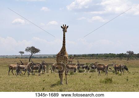 Africa, Kenya, Masai Mara, Masai Giraffe (Giraffa camelopardalis) and gazelles in savannah View Large Photo Image Stock Photo - Africa, Kenya, Masai Mara, Masai Giraffe (Giraffa camelopardalis) and gazelles in savannah. Fotosearch
