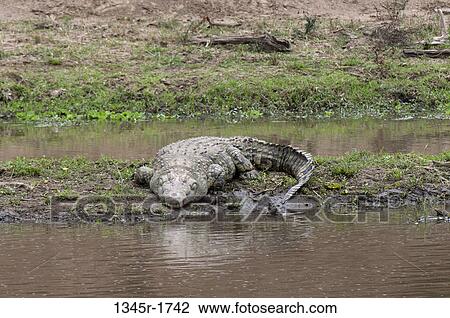 Africa, Kenya, Masai Mara, Nile Crocodile (Crocodilus niloticus) View Large Photo Image Stock Image - Africa, Kenya, Masai Mara, Nile Crocodile (Crocodilus niloticus). Fotosearch