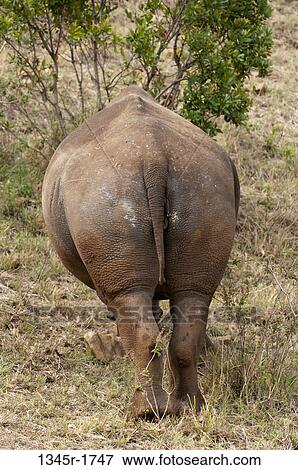 Africa, Kenya, Masai Mara, rear view of White Rhinoceros (Cerototherium simium) View Large Photo Image Stock Photo - Africa, Kenya, Masai Mara, rear view of White Rhinoceros (Cerototherium simium). Fotosearch