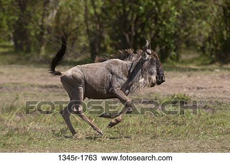 Africa, Kenya, Masai Mara, running Wildebeest (Connochaetes taurinus) View Large Photo Image Stock Image - Africa, Kenya, Masai Mara, running Wildebeest (Connochaetes taurinus). Fotosearch