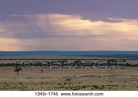 Stock Photography - Africa, Kenya, Masai Mara, savannah landscape. Fotosearch