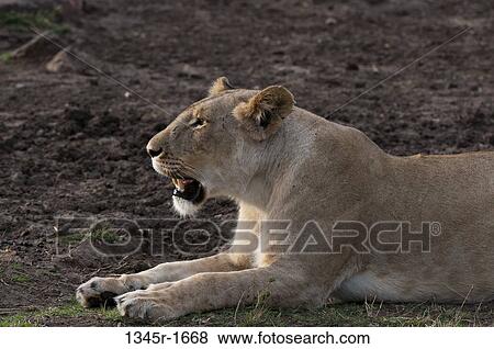Africa, Kenya, Masai Mara, side view of lying Lion (Panthera leo), Masai Mara, Kenya. View Large Photo Image Stock Photo - Africa, Kenya, Masai Mara, side view of lying Lion (Panthera leo), Masai Mara, Kenya.. Fotosearch