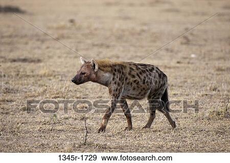 Africa, Kenya, Masai Mara, Spotted Hyaena (Crocuta crocuta) View Large Photo Image Stock Photo - Africa, Kenya, Masai Mara, Spotted Hyaena (Crocuta crocuta). Fotosearch