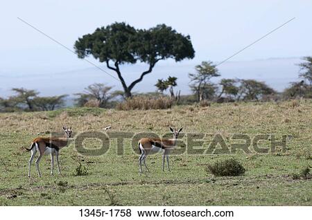 Africa, Kenya, Masai Mara, Thomsons Gazelles (Gazella Thomsoni) in savannah View Large Photo Image Stock Photo - Africa, Kenya, Masai Mara, Thomsons Gazelles (Gazella Thomsoni) in savannah. Fotosearch