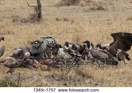 Africa, Kenya, Masai Mara, Vultures eating Topi (Damaliscus lunatus) View Large Photo Image Stock Photo - Africa, Kenya, Masai Mara, Vultures eating Topi (Damaliscus lunatus). Fotosearch