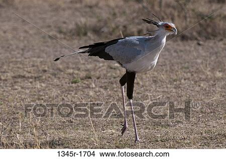 Africa, Kenya, Masai Mara, walking bird View Large Photo Image Picture - Africa, Kenya, Masai Mara, walking bird. Fotosearch